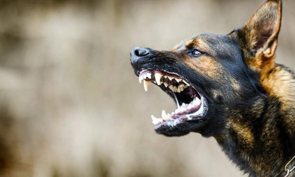 How a Dog Bite Attorney Can Prove Your Personal Injury Claim