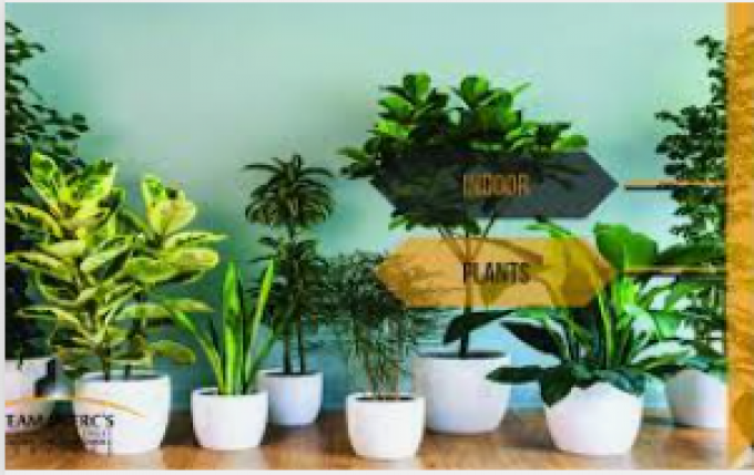 Buy Plants Online in Pakistan: Enhance Your Living Spaces with Nature&#8217;s Beauty
