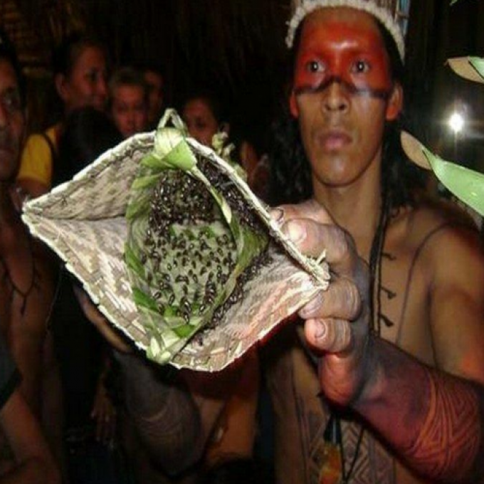 Bullet Ants and the Brazilian Coming of Age Ceremony